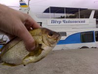 Морской карась.jpg