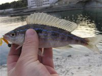 Море УЛ (1).jpg