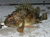 Море УЛ (4).jpg