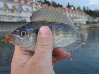 Море УЛ (6).jpg