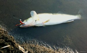 IMG_0542.JPG