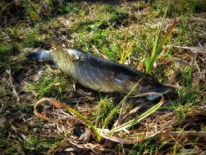 IMG_1818.JPG