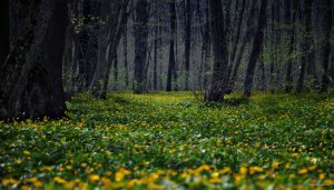 DSC_1245.JPG