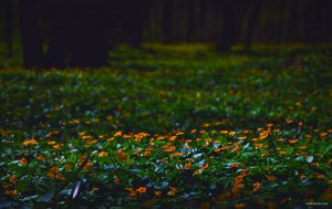 DSC_1253.JPG