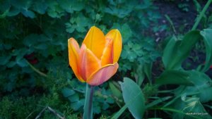 WP_20140501_028.jpg