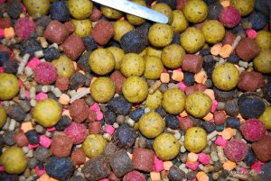 boilies.jpg