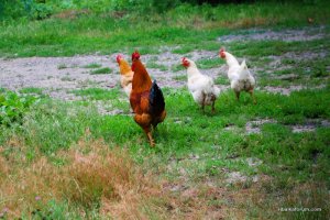 chicken.jpg