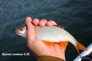 Копия 333 006.jpg