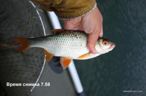 Копия 333 012.jpg