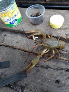 IMG_20140614_165032162.jpg