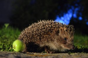 DSC_0505.JPG