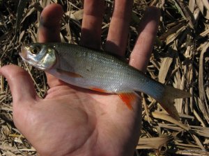 IMG_2953.JPG