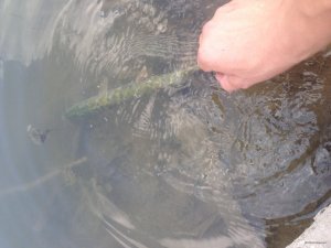 IMG_1700.JPG