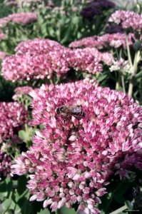 IMAG0633-1.jpg