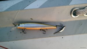 IMAG0522.jpg