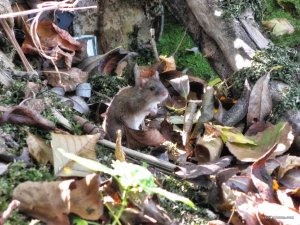 IMG_3316.JPG