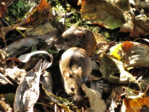 IMG_3326.JPG
