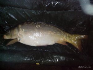 fishmat.jpg