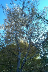 IMAG0787.jpg