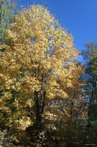 IMAG0788.jpg