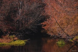 DSC_0981.JPG