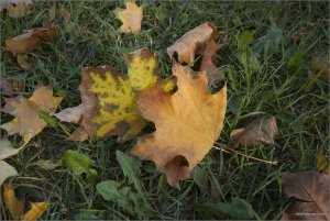 IMG_6735 копия.jpg