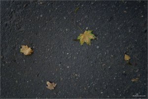 IMG_6870 копия.jpg