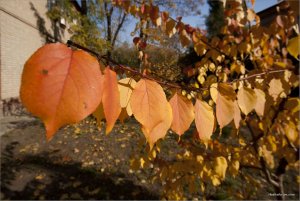 IMG_7262 копия.jpg