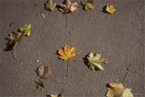 IMG_7079 копия.jpg