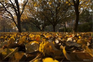 IMG_7271 копия.jpg