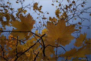 IMG_7288 копия.jpg