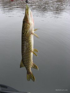 IMG_3416.JPG