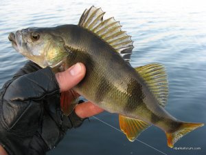 IMG_3423.JPG