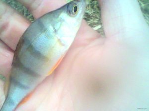 IMG0022A.jpg