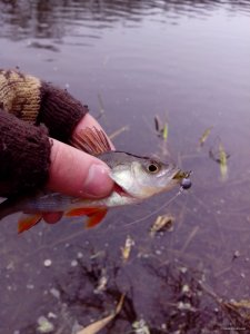 IMG_20141227_133942.jpg