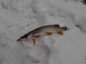 IMG_20150104_110601.jpg