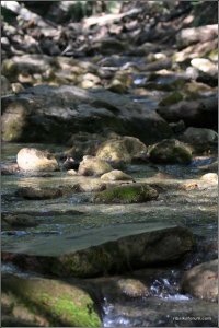 IMG_5374 copy.jpg