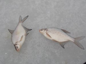 DSCN2241.JPG