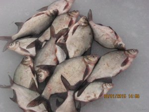 IMG_2712[1].JPG