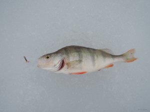 Мартовое 2015.01.18_02.JPG