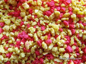 Pastonchino_bicolor_gross.JPG