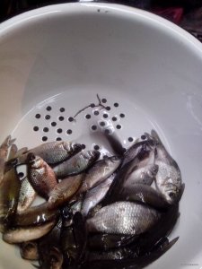 IMG_20150121_172733.jpg
