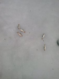IMG_20150201_122108.jpg