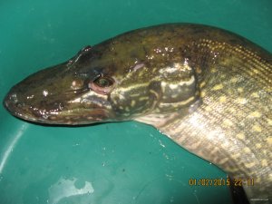 IMG_3545.jpg