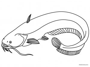 coloring-catfish.jpg