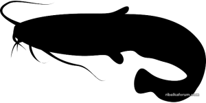 fish-285827_640.png