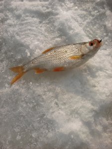 IMG_20150219_203703.JPG
