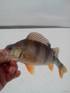 IMG_20150221_140508.jpg