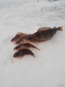 IMG_20150221_155750.jpg