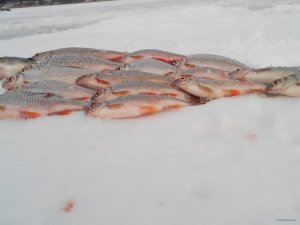 IMG_20150221_155411.jpg
